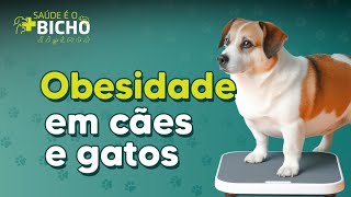 Obesidade em cães e gatos | Saúde é o Bicho