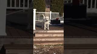 White lab doggo can’t quit