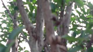 2015 06 27 Turkey Kemer cicada