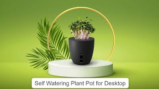 Self Watering Plant Pot for Desktop | Revaj Gifts | Gifting