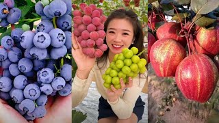 Most amazing natural farming fruits very satisfying cutting