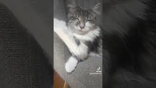 Hello #catvideos #catdealers #cuteanimal #catmomlife #catsoftiktok #catshorts #catvideo