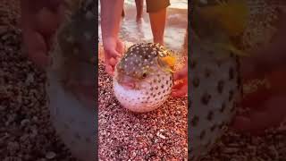 puffer| fish | poison | facts  #shorts  #viral @raghav_shorts