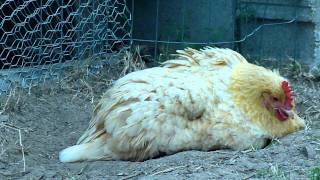 Pet chicken enjoyng a dustbath!