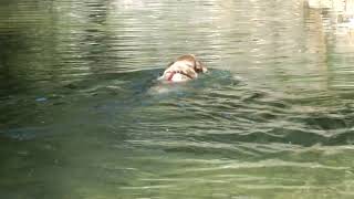 Golden Retriever at the river #dogs #cani #goldenretriever #swim #swimmingdog #canichenuotano #river