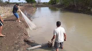 Pescando  Tambaqui e Panga, em Criadouro  Doméstico