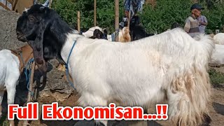 READY TERBARU !! 4ekor KELAS BREEDING DORO DAN ADA YANG SUDAH POSITIF 3.5 BULAN!!@dadungkeluh9817