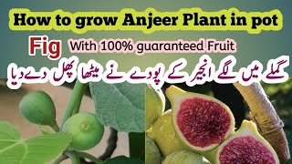 How to grow Fig tree /Anjeer Plant in pot|میرے چھوٹے سے پودے میں انجیر لگ گئی ہے