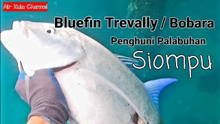 Spearfishing Siompu 2 || Berburu Bobara dan Mambulo/Gigi anjing || Catch Dogtouth & Giant Trevally