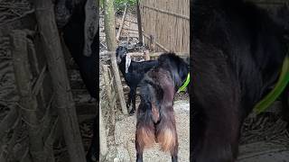 Lots of two goats they do very beautiful surprising shoots we enjoy 2024|Episode/31