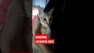 CARA PERLAKUKAN KUCING KAYAQ BAYI - KUCING LUCU #shorts