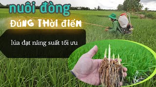 nuôi đòng đúng thời điểm LÚA ĐẠT NĂNG SUẤT TỐI ƯU #146 l thanhdotv