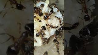 Ants Vs cockroach 🪳🪳🪳 #edsants #ants #antsaspets #pets #antlife #nature #insects #epic #amazingants