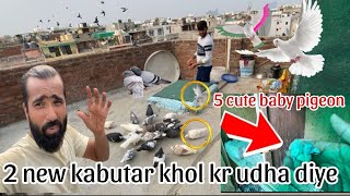 Khal kabutar k 2 cute baaby pigeon nikal gye 🤔 2 new kabutar udha diye 🤫