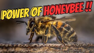 Power of HONEYBEE: Unleashing the Secret Power of the World's Smallest Creature #life #animals