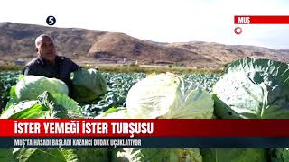 İster Yemeği İster Turşusu | Muş’ta Hasadı Başladı | Kazancı Dudak Uçuklatıyor