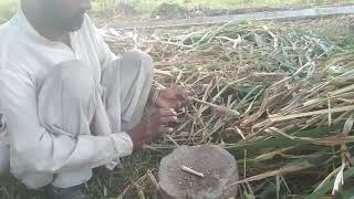 Smart Napier Grass,बार लगाओ 8 साल छुट्टी , 034674213456,Super @napier grass In pakistan, LYSXP