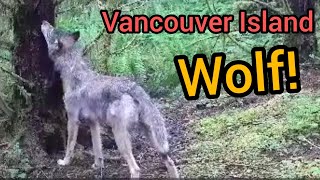 Wolf, bear and .....? Trail cam questions on Vancouver Island