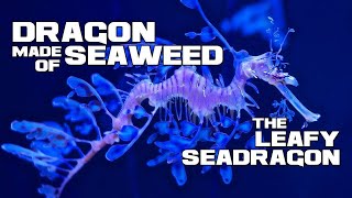 The Sluggish SEAWEED Serpent - Leafy Seadragon - Animal a Day