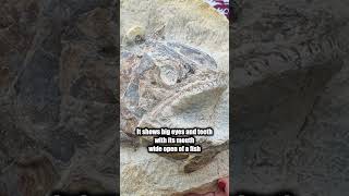 This prehistoric fossil fish found in cattle field! #shorts #fish #jurassic