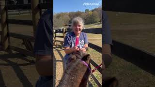 VOLUNTEER AT CHRISTIAN FARMS TODAY WORKING WITH THE HORSES 🐎🤠