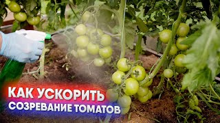 Как ускорить созревание томатов