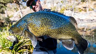 Murray Cod fishing the New England and Takuma Hata is back.