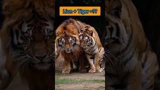 lion+ tiger= ??