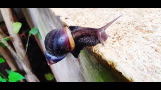 Giant African Land Snail