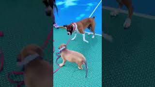 Cute puppy dog falls for Boxer dog 🐶 #shorts #shortsvideo #boxerdog #funnydogs #funnyboxer #short