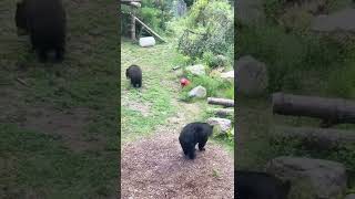 Adorable bears at grays wild animal park, Maine.🐻😍