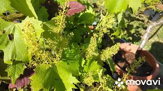 Weinblüten / Grape Flowers