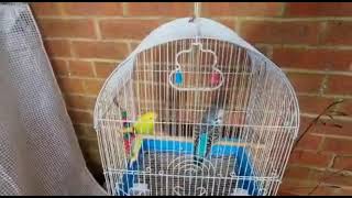 Building Aviary for Little Budgies (Part 1) By Anjum Food & Travel / Cages made for parrots