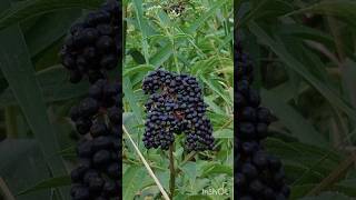 Sambucus Ebulus Plant (βουζιά-Ζαμπούκος) #bush #wildplant #sambucus #tree #toxicplant #τοξικοςθάμνος