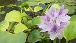 wow water hyacinth started blooming in lilies pond