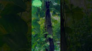 #amazingshorts | Large Leaves Money Plant | Jungle Bhimashankar  | #hdshortvideo