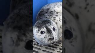 White Cute Seal Baby #shorts