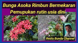 Bunga Asoka Rimbun Bermekaran, Jadwal Rutin Pemupukan Usia Dini #BungaAsoka #alamseru