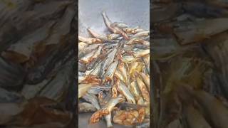 #tangra #fish #fry #recipes #short #video #viral #2023_