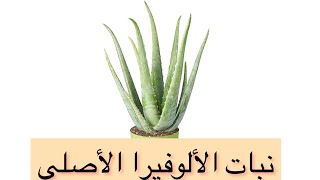 كيف نتعرف علي نبات الالوفيرا الاصلي