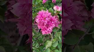 Bougainvillea #shorts #reels #shortfeed #youtubeshorts #shortvideo #bougainvilleaflower #viralshort