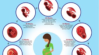 Menstruation : Sexual Cycle in Females I Menarche and Menopause