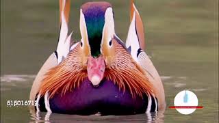 Mandarin duck drakes pursue female,