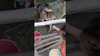 Fooding cow | #blogs #vlogs #blogger #vlogger #viral #tranding #cow #fooding #village #nature