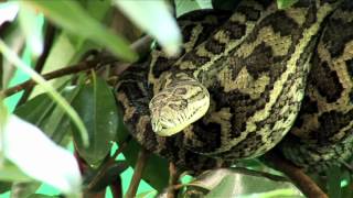 Individuelle Bustouren in Cairns