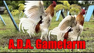 Lets Visit The Farm Of A.D.A. Gamefarm