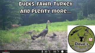 Western Tennessee Wildlife Trail Camera Wednesday - July 31, 2024