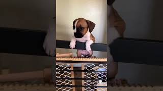 Boxer Dog Puppy trying to escape 🤭 (IG: @athenafrenchieboxer)