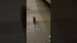 Someone here is possessed by a owl #lego #shortvideos #viral #viralvideos #shorts