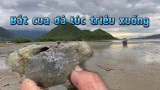 Bắt hải sản lúc triều xuống